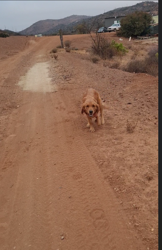 Golden retriever on the dirt road at the mine